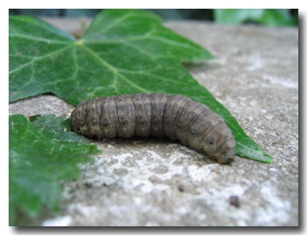 un bruco in giardino..